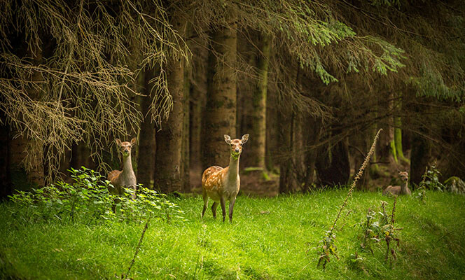 Deer in forest on Dublin Mountains