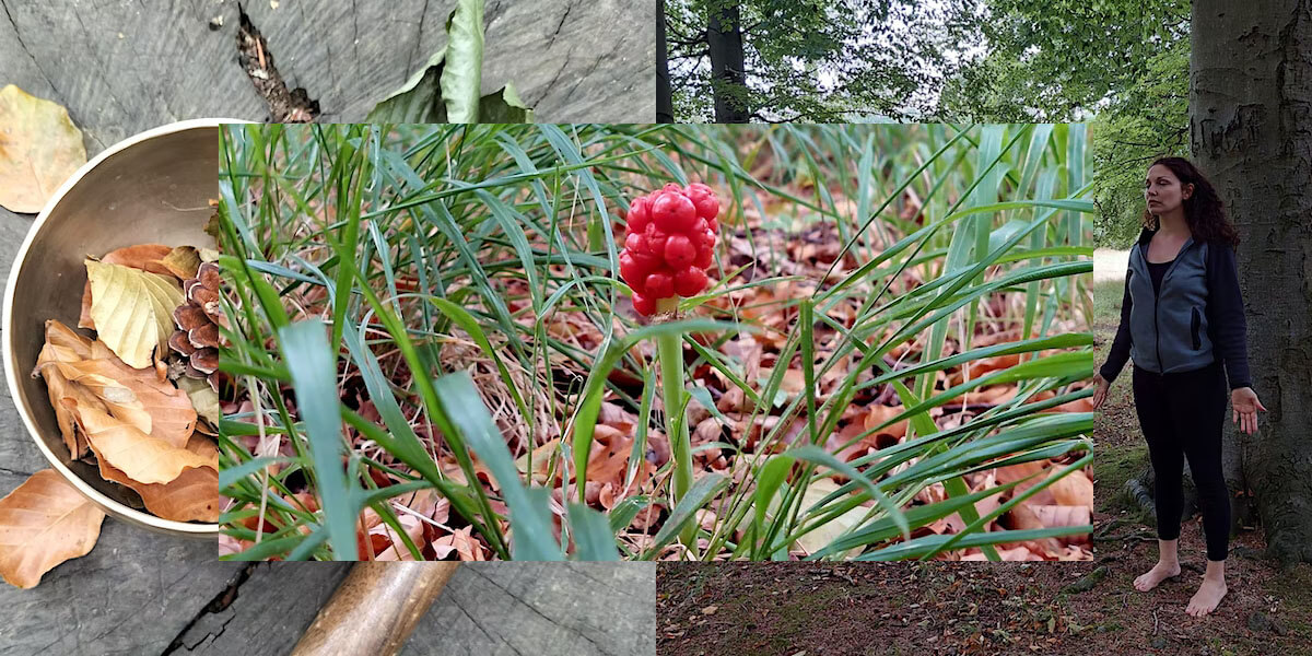 Forest Bathing & Yoga experience Dublin.ie