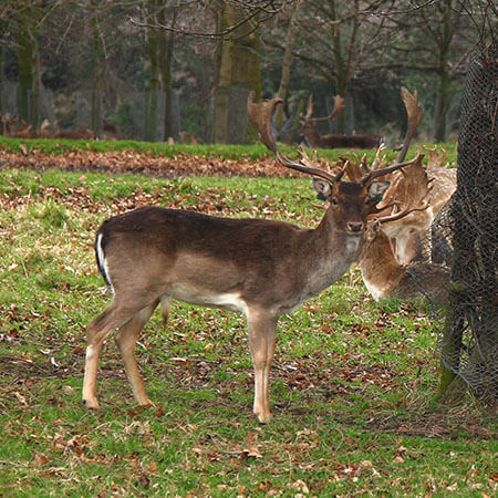 a male deer in the phoenix park stands under a tree