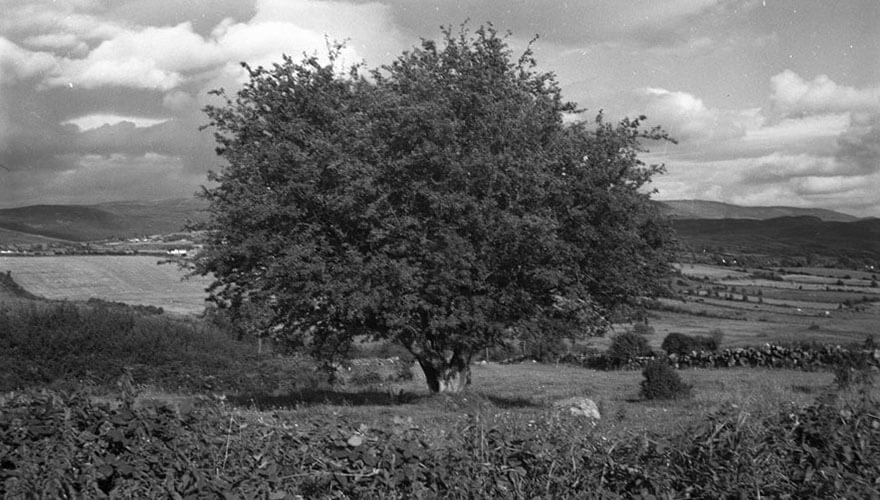 A black and white photo of an old hawthorn fairy bush from the National Folklore Collection