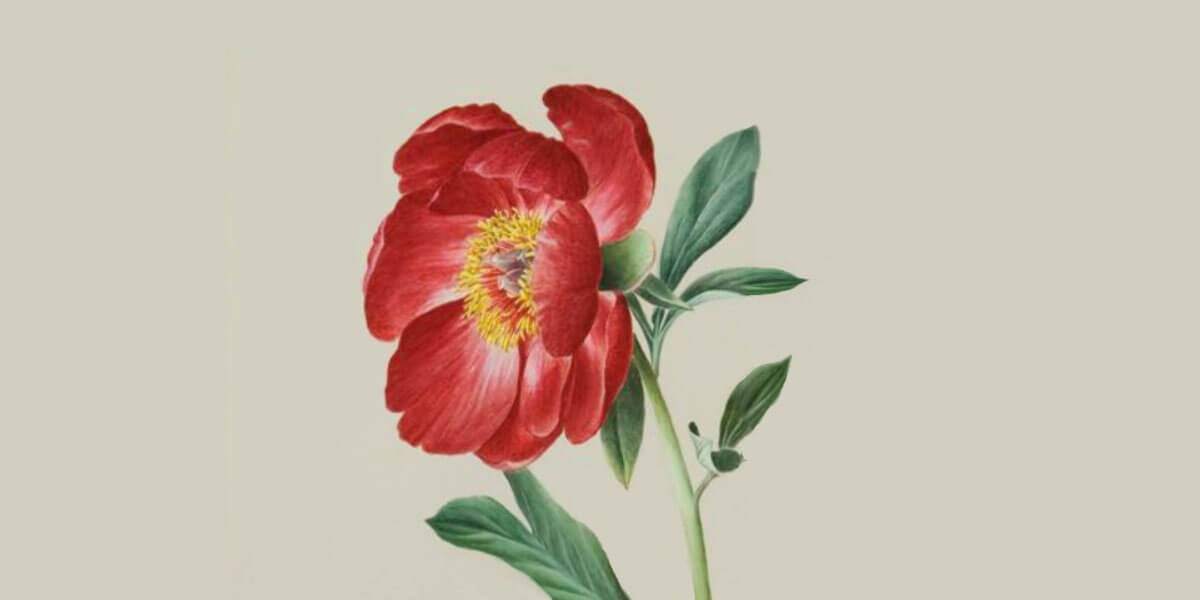 Brigit 2023 Lecture: Irish Women and Plants