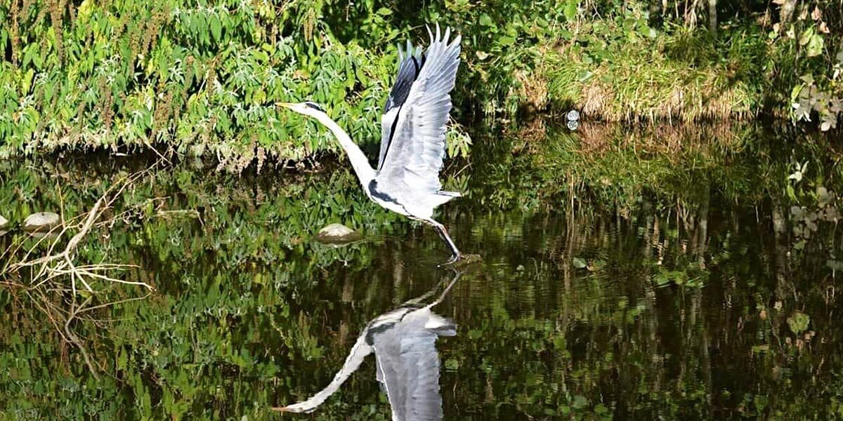 Dodder Action Day