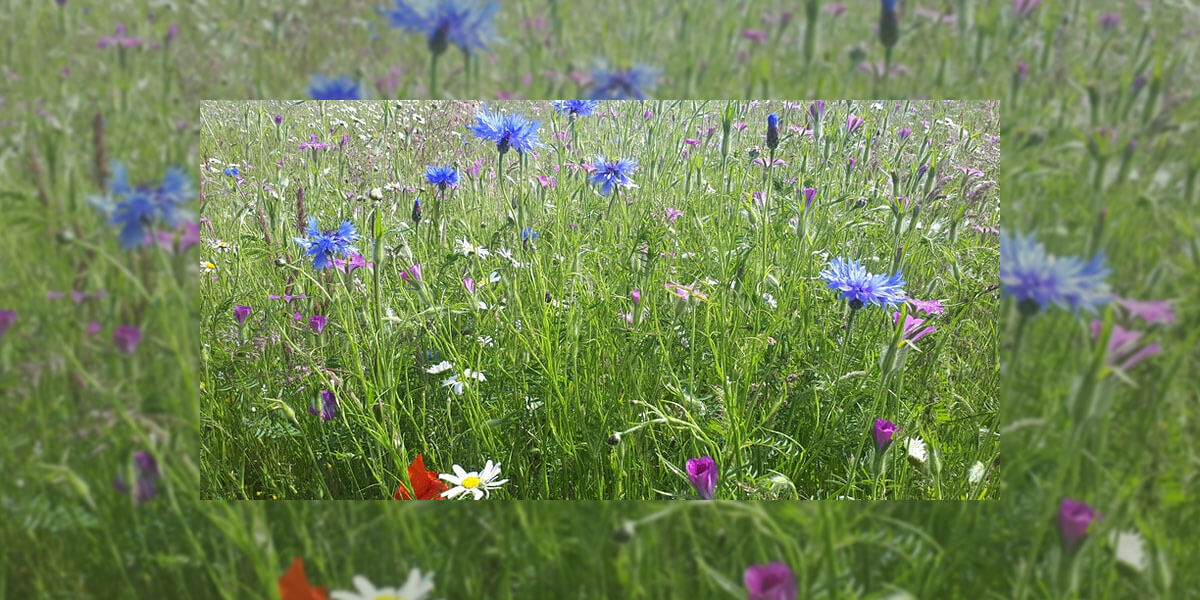 Dublin North West Wildflower Masterclass