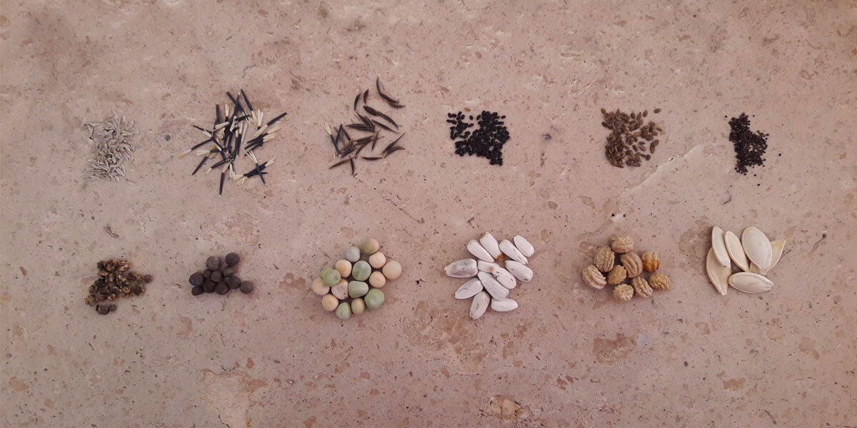 Hazel Proctor: Ready, Set, Grow – A Guide to Growing Plants from Seed!