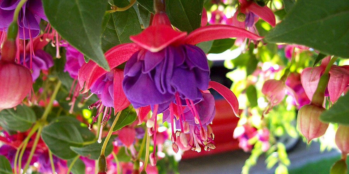 Irish Fuchsia & Pelargonium Society Dublin Show