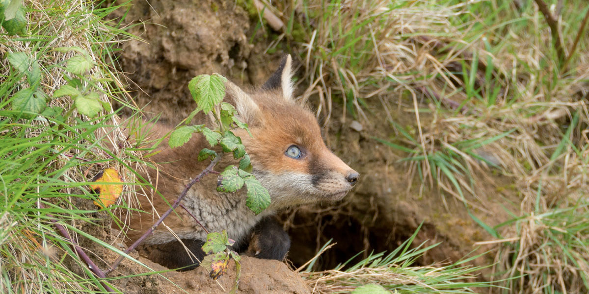National Biodiversity Week