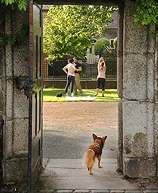 dog walks through park gate as people do yoga in background